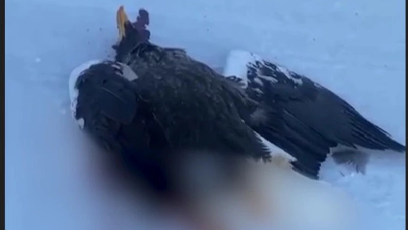 В Охинском районе нашли погибшего краснокнижного Белоплечего орлана