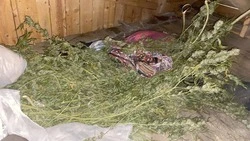 Сотрудники УКОН нашли у жителя Корсакова более 2 кг конопли на чердаке