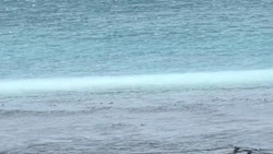 Новый сельдяной «ковер» на Сахалине заметили в районе Правды