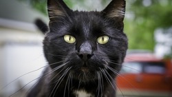 ПАЗЛЫ: Сможете восстановить образы черных кошек?