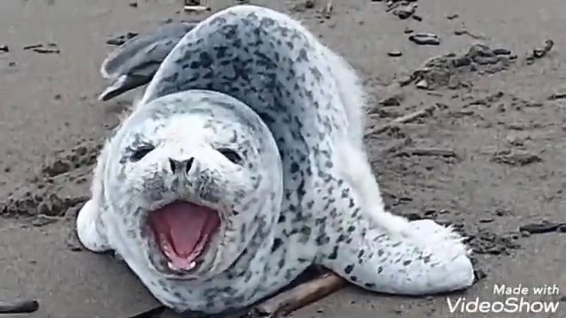 Три минуты милоты. Сахалинец снял на видео встречу с малышом нерпы