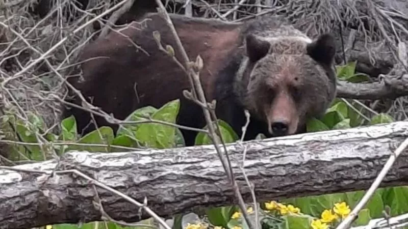«Там мамка с медвежатами, очень большая»: сахалинцы встретили медведя по пути на мыс Острый