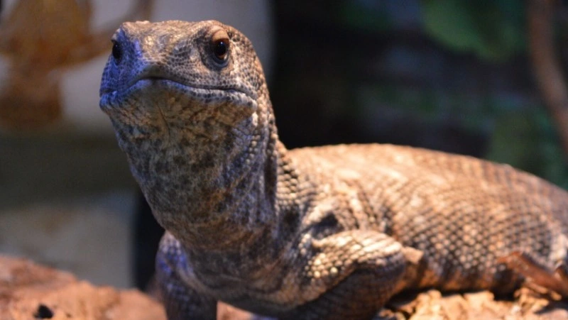 Забавные фотографии животных показали в зооботаническом парке Южно-Сахалинска