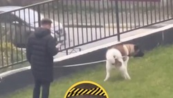 Жителей Южно-Сахалинска возмутил не убирающий экскременты за своей собакой сосед