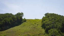 21 мая на Сахалине стартуют торги на право пользования лесным фондом