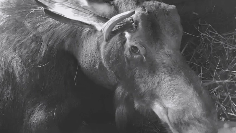 Спасенный лось умер в зоопарке Южно-Сахалинска 