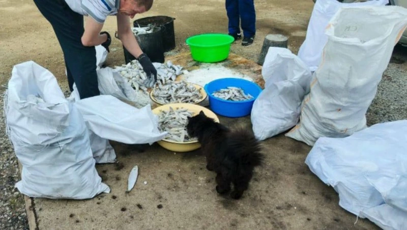 В Невельском районе котик пришел на акцию в рамках программы «Доступная рыба»