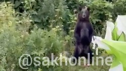 «Неожиданное сафари»: медведица разгромила палатку отдыхающих на юге Сахалина
