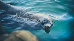 Певица пережила нападение сивучей во время отдыха на Сахалине