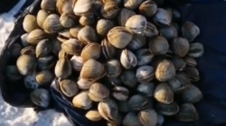 «Ракушки валом»: мешок морских деликатесов собрали сахалинцы после шторма