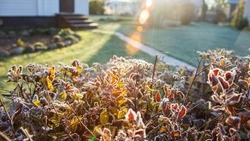 Посевной календарь на ноябрь 2024: что нужно успеть сделать садоводам и огородникам