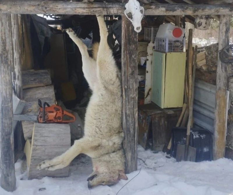 Охотники подстрелили крупного волка в Смирныховском районе