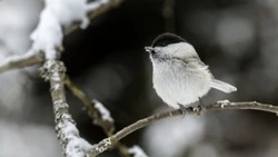 Синоптики рассказали, каким будет февраль в 2024 году на Сахалине