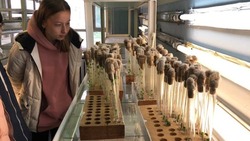 Сахалинские школьники попробовали разводить растения в пробирке