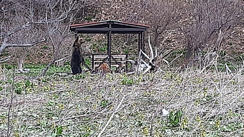 На Курилах медведь вышел к дачам