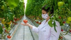 На Сахалине в новогодние праздники местные агропредприятия обеспечивают регион свежей продукцией