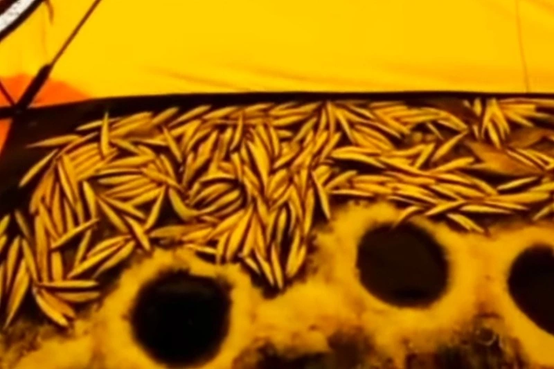 «Вот улов мой»: рыбак похвастался крупной партией малоротки на юге Сахалина