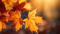 Прогноз погоды на Сахалине и Курилах 15 октября: +17 и ветер 