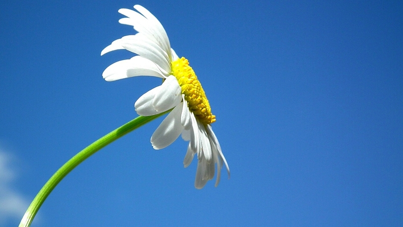 Предстоящее воскресенье на юге Сахалина будет теплым и сухим