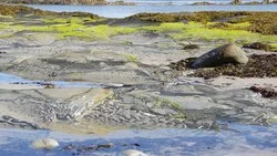 На Камчатке найдены новые неизвестные токсины