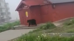 Медведь несколько дней побирается в селе на Курилах