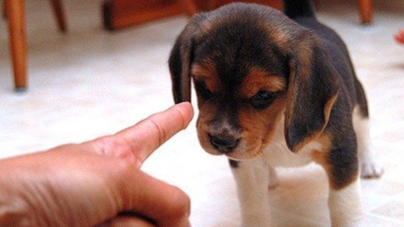 Женщина потеряла любимого щенка из-за злобного сожителя на Сахалине