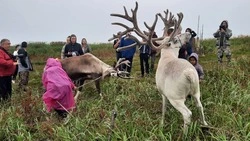 Праздник-обряд оленеводов «Курэй» прошел в Ногликском районе