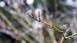 Синоптики уточнили прогноз погоды на 1 апреля в Сахалинской области