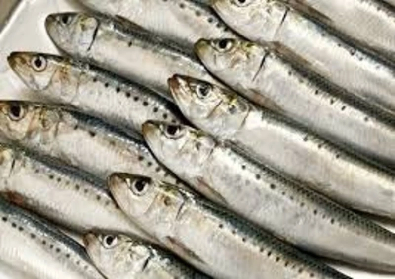 Рыбаки южных Курил вышли на добычу скумбрии и иваси