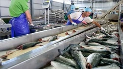 Свежую кету по 90 рублей за килограмм привезли жителям и гостям Итурупа 30 октября