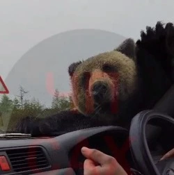 Медведь напал на машину в Охинском районе