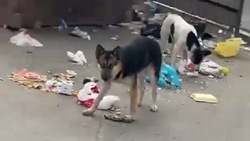  «Просто свинарник»: горы мусора и бродячие собаки беспокоят жителей Корсакова