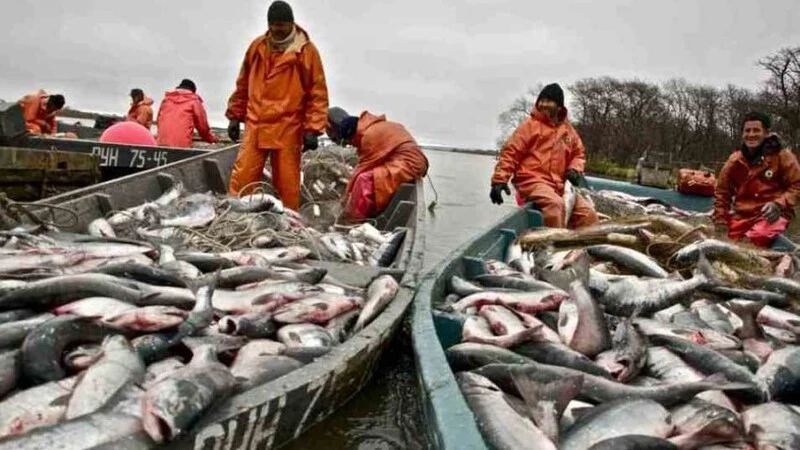 В Амуре недосчитались двух миллионов хвостов кеты и решили, что виноваты в этом сахалинцы
