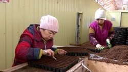 В совхозе «Южно-Сахалинский» стартовала малая посевная компания - Центр внимания 03.04.26