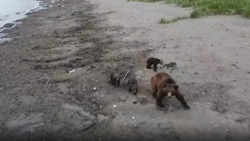 Агрессивная медведица с детенышами кинулась на квадрокоптер жителя Сахалина
