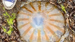 Крупная компасная медуза попала в объектив жителей Сахалина 
