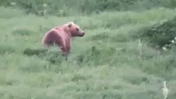 Курильчане привыкли к медведю, который поселился на полигоне ТБО