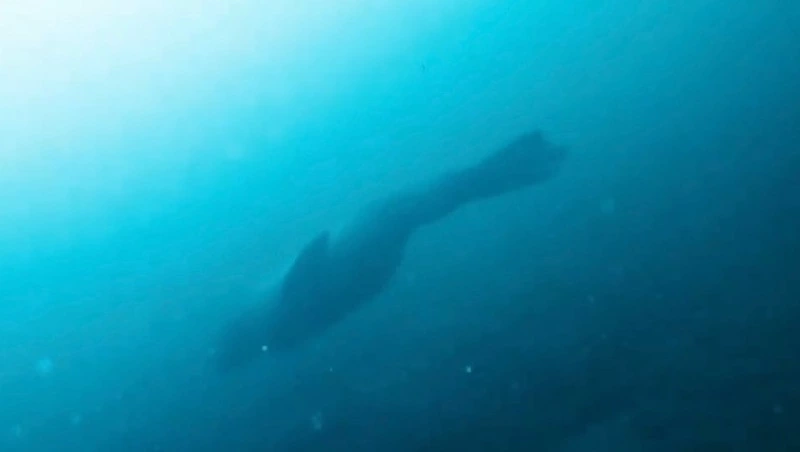 Фильм о подводном мире Сахалина поборется за победу в конкурсе «Дальний Восток — Земля приключений»