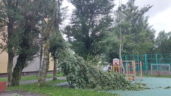 Правительство Сахалина сообщило об упавших деревьях и остановках из-за «Хиннамнора»