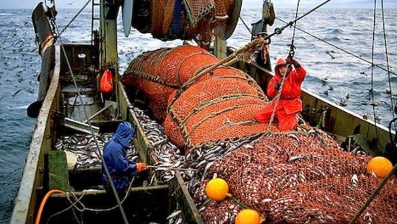 Уловы минтая и сельди на Дальнем Востоке превысили прошлогодний показатель 