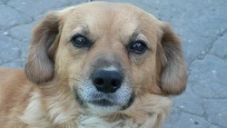 Госдума приняла закон о штрафах до 200 тысяч рублей за выброшенных животных