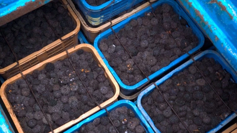 Пограничники Сахалина спасли от браконьеров морских ежей более чем на 66 млн рублей