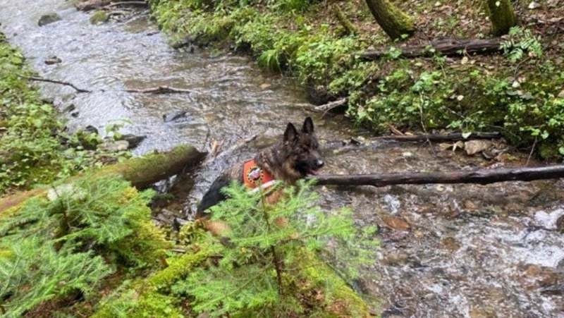 Группа спасателей исследовала 12 километров леса в поисках пропавшей семьи в Смирных 