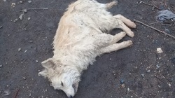 Догхантеры отравили стаю собак в Холмске. 12 дворняг пропали