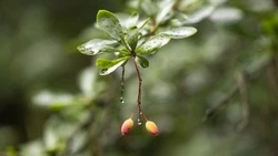 Переменную облачность и до +26 градусов прогнозируют синоптики в Южно-Сахалинске 5 сентября