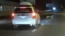 Сахалинский блогер на машине спас прохожего от агрессивного пса