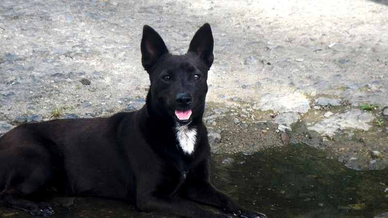 В Углегорске отловили бездомных собак