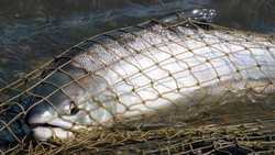 Рыбопромышленники Сахалина не оценили новые правила промысла лососевых в 2023 году