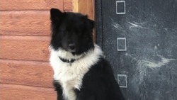 Неизвестные отравили домашнюю собаку для продажи ее мяса в Южно-Сахалинске
