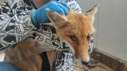 Лис на Сахалине стал инвалидом из-за страсти к раскопкам